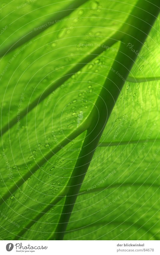 Das Blatt hat sich gewendet Pflanze grün diagonal Pflanzenteile Botanik Detailaufnahme Stengel Natur Strukturen & Formen verrückt