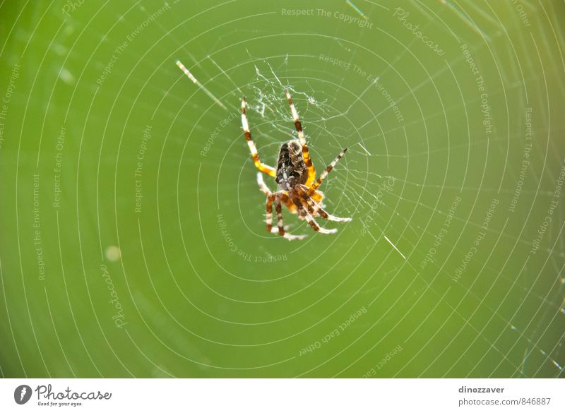Spinne im Netz Natur Tier klein wild grün schwarz Angst Entsetzen Insekt Gefahr Falle Spinnentier Tierwelt Arthropode Raubtier Tarantel Bein Spinnennetz