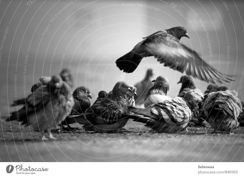 Eine flog übers Taubenfest Tier Wildtier Vogel Flügel Tiergruppe fliegen nass Pfütze Reinigen Schwarzweißfoto Außenaufnahme Licht Bewegungsunschärfe
