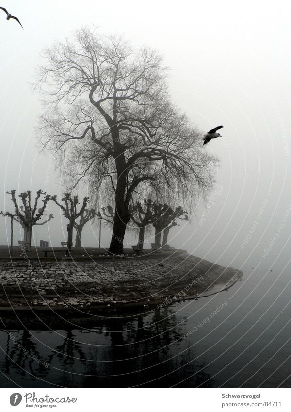 Wächter des Nebels See Wasserdampf Baum Vogel grau ruhig Einsamkeit verloren schlechtes Wetter geduldig Schleier hydrophil feucht besonnen ruhend Nebelschleier