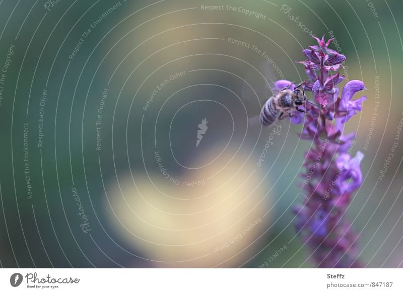 ein sanfter Flügelschlag in Herzensnähe Salbei Biene Honigbiene Idylle Herzform herzlich herzförmig idyllisch Salbeiblüte Blume Romantik Salbeiblüten