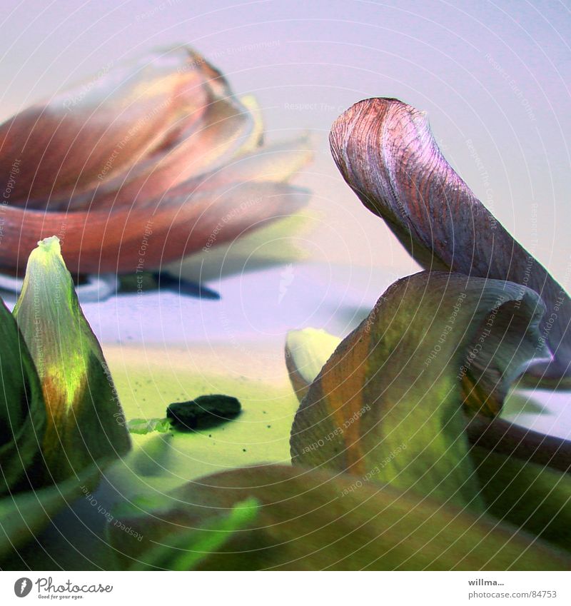 Sanft entblättert Blütenblätter Tulpe verblüht dehydrieren Vergänglichkeit vergangen Blütenblatt verderblich welk getrocknet Blume