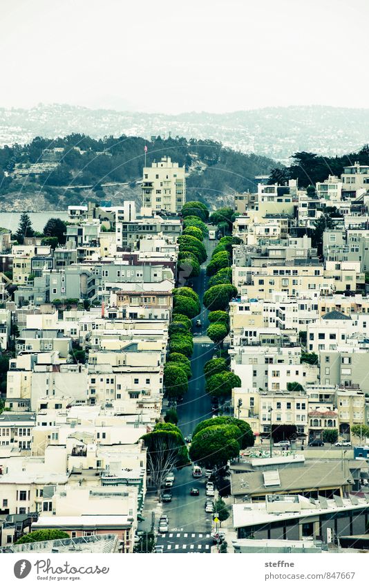 Grünstreifen Baum Hügel San Francisco Kalifornien USA Stadt Haus Straße schön Allee Farbfoto Außenaufnahme Vogelperspektive Panorama (Aussicht)