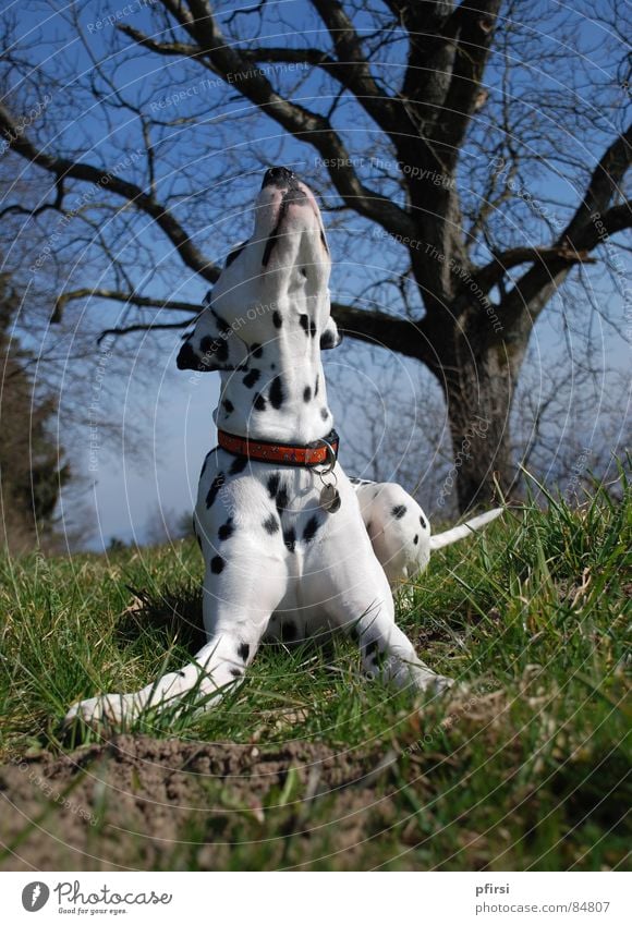 Frühling liegt in der Luft! Dalmatiner Hund Dalmatien Spaziergang Säugetier enzo dalmatian chien dalmation dog Gassi gehen mit dem hund rausgehen