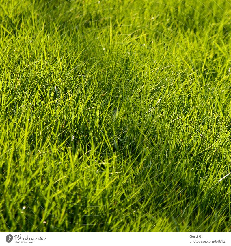 Strich durch die Rechnung Querstrich Osternest Feld Landwirtschaft grün giftgrün Wind Sommer Quadrat Gras Halm Hafer Linie quer Wiese Liegewiese frisch