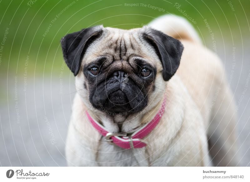 Goldiger Mops Blick Design Tier Gras Wiese Haustier Hund 1 sitzen grün rosa Halsband Haushund Modehund Rassehund bester freund vierbeiner Farbfoto Außenaufnahme