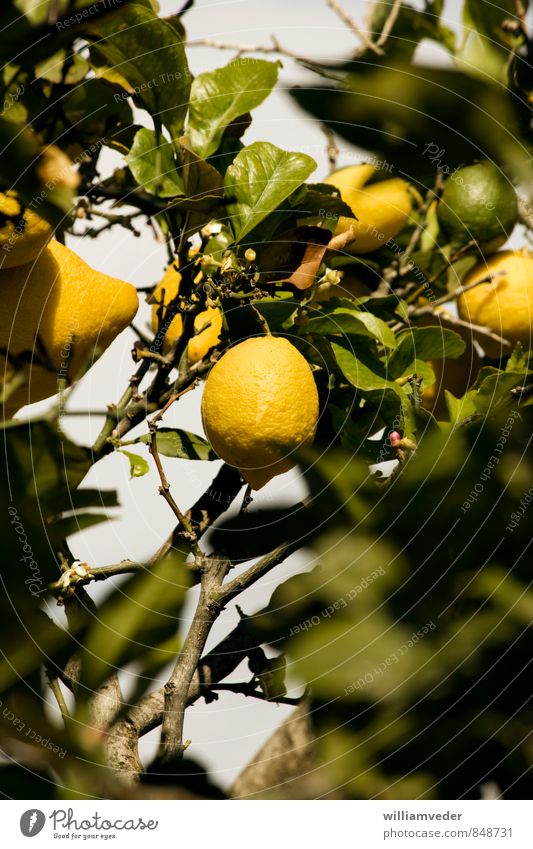 Zitrone an einem Zitronenbaum hängend Leben Sommer Sommerurlaub Sonne Natur Tier Pflanze sauer gelb grün Karibisches Meer Mittelmeer Frucht Griechenland