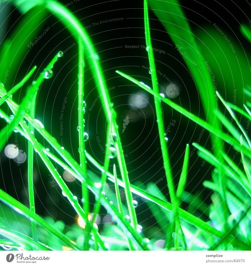nachts nass im gras Wiese Gras grün Halm Tropfen Grünfläche feucht Flutlicht Scheinwerfer Wassertropfen Neonlicht Makroaufnahme Nahaufnahme