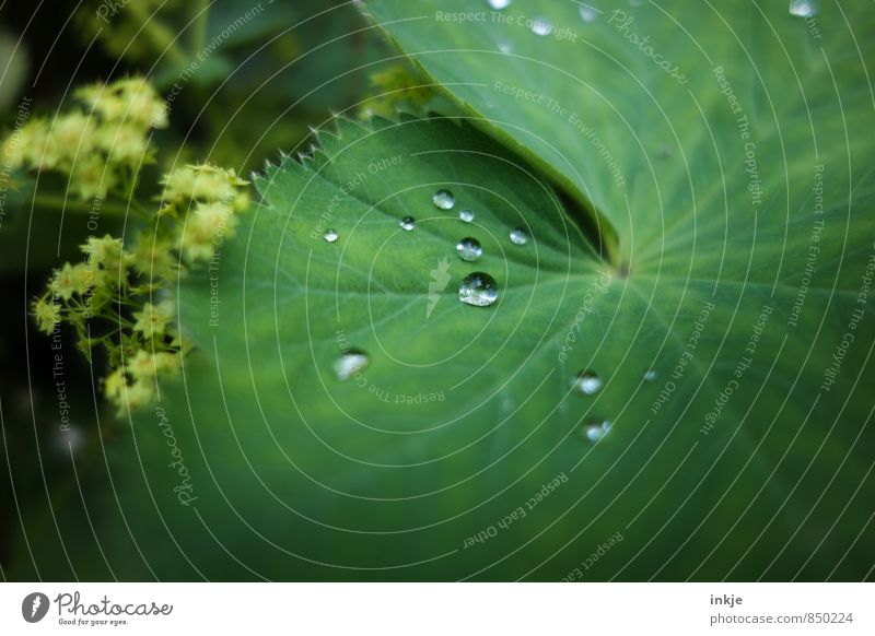 Tröpfchen Natur Wassertropfen Frühling Sommer Schönes Wetter Regen Pflanze Blatt Frauenmantelblatt liegen frisch klein nass rund saftig grün Farbfoto