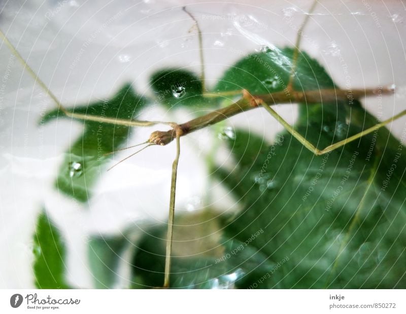 Luft nach oben Pflanze Blatt Tier Haustier Wildtier Insekt Heuschrecke stabheuschrecke Terrarium 1 hängen hocken dünn exotisch lang nah grün Tierhaltung