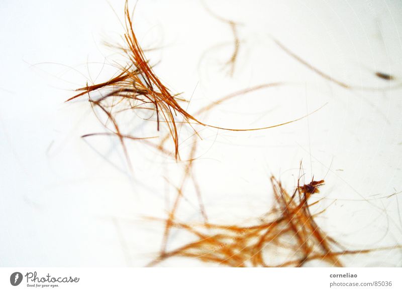 orrangiert geschnitten graphisch durcheinander chaotisch Sträucher abstrakt unordentlich orange Gänsehaut Makroaufnahme Nahaufnahme Haare & Frisuren Linie