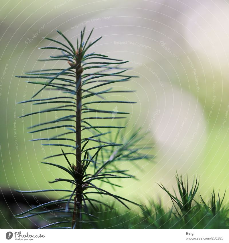 Nachwuchs... Umwelt Natur Pflanze Sommer Baum Moos Wildpflanze Fichte Tannennadel Nadelbaum Wald stehen Wachstum ästhetisch authentisch einfach einzigartig