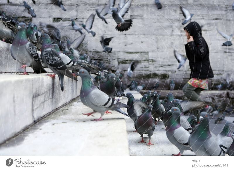 Die Vögel mehrere Istanbul Taube schwarz aufsteigen Tier Mauer Moschee Außenaufnahme Menschengruppe Vogel viele beleben Treppe Kapuze