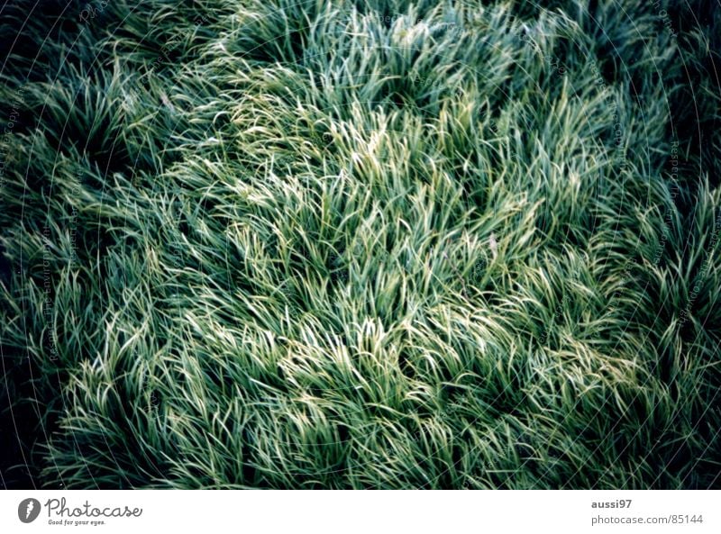 Zerzaust umgeknickt Gras grün zerzaust Halm Wiese analog Vignettierung weich Wind Lomografie Natur Strukturen & Formen