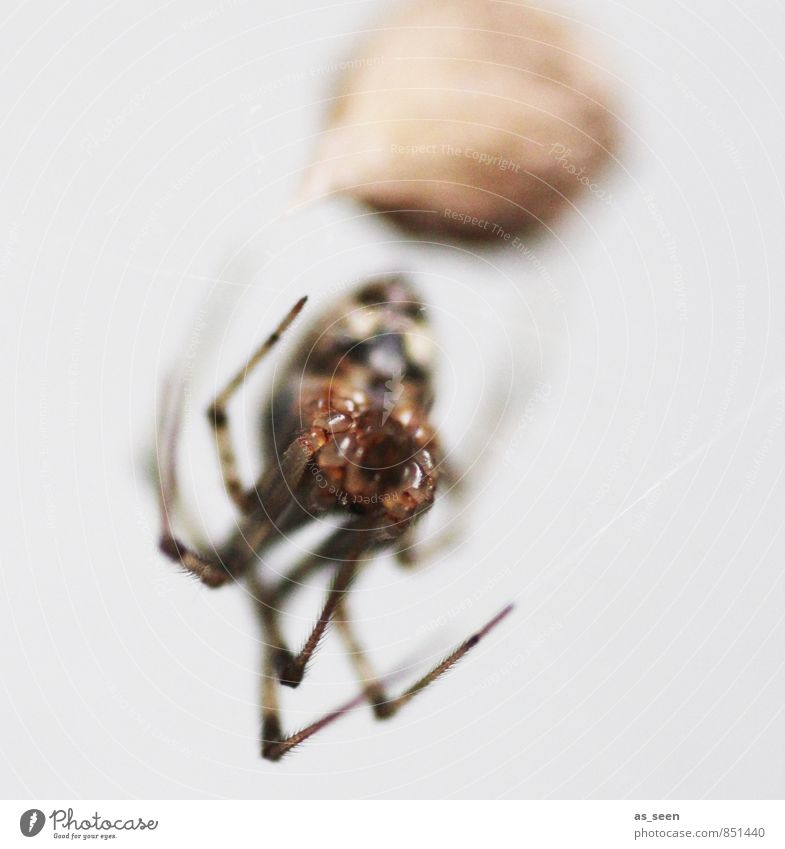 Im Netz der Spinnenfrau Tier 1 beobachten berühren krabbeln Aggression bedrohlich eckig Ekel Natur Netzwerk Kokon Auge spinnen Spinnenetz gefangen Insekt