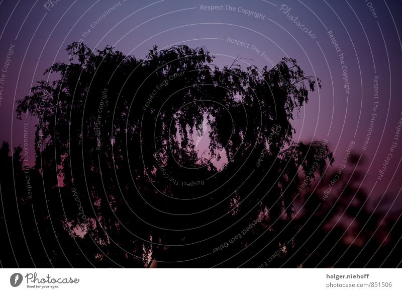 Lila Himmel statt Wolken Umwelt Natur Sonnenaufgang Sonnenuntergang Sommer Schönes Wetter Baum Erholung träumen blau violett schwarz Stimmung Warmherzigkeit