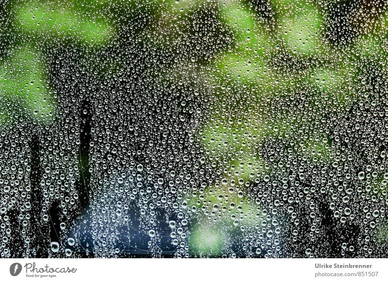 Wetteraussichten Wohnung Umwelt Natur Pflanze Wassertropfen Sommer schlechtes Wetter Regen Sträucher Garten Haus Fenster Glas glänzend nass grün Ordnung
