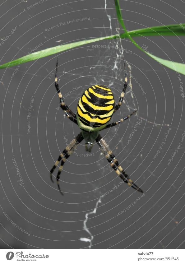 auf der Lauer Umwelt Natur Tier Sommer Wildtier Spinne 1 fangen warten ästhetisch bedrohlich Ekel exotisch gruselig listig gelb schwarz achtsam Wachsamkeit