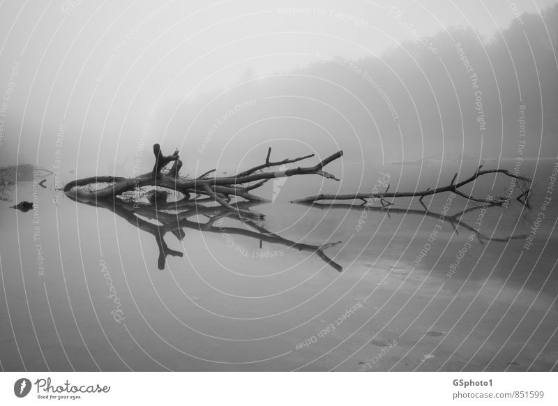 Baumspiegelung im Nebel Natur Wasser Herbst Seeufer Flussufer Moor Sumpf dunkel grau schwarz weiß träumen Reflexion & Spiegelung Teich Au Holz Treibholz