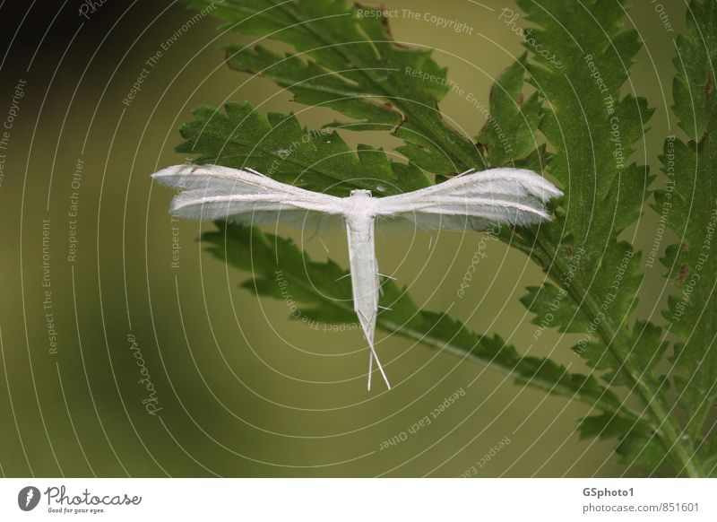 Federgeistchen Natur Tier Wildtier 1 grün weiß Insekt T-Form T-förmig Motte Schmetterling Farbfoto Außenaufnahme Nahaufnahme Makroaufnahme Menschenleer