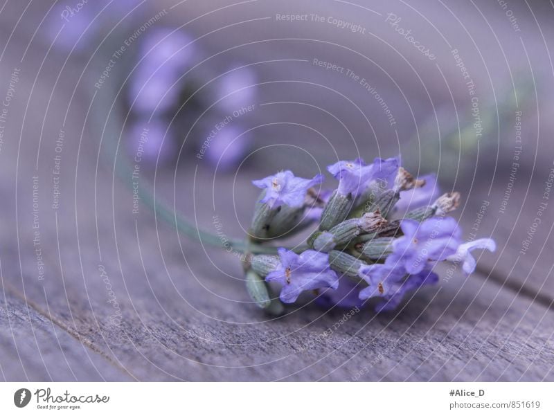 Echte Lavendel Alternativmedizin Gesunde Ernährung Natur Pflanze Blume Grünpflanze Nutzpflanze Wildpflanze Duft schön einzigartig blau violett "Provence