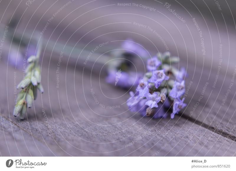Lavendel Blüte Kräuter & Gewürze Alternativmedizin Natur Pflanze Sommer Blume Nutzpflanze Garten blau grau violett einzigartig "Provence Blütenständen Knospe