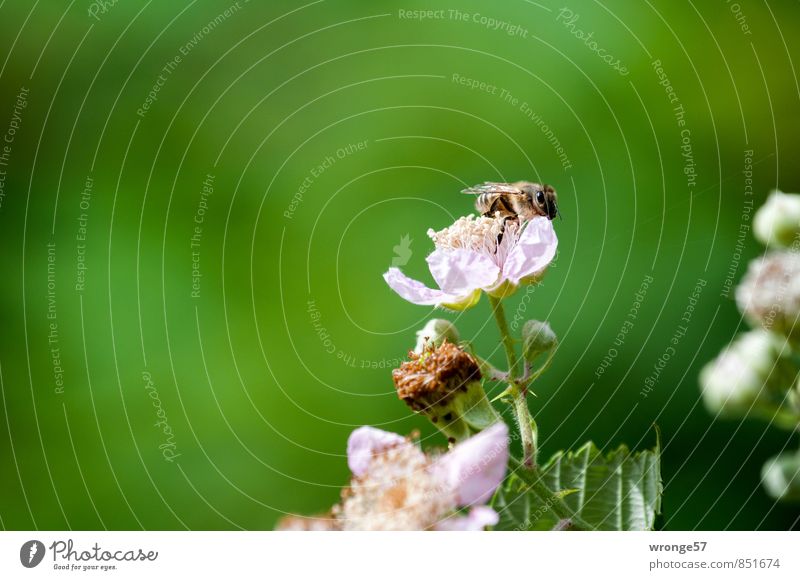 Honigsammlerin Sommer Pflanze Sträucher Blüte Nutzpflanze Wildpflanze Brombeeren Tier Nutztier Biene Insekt 1 grün rosa Imker fleißig Nahaufnahme Detailaufnahme