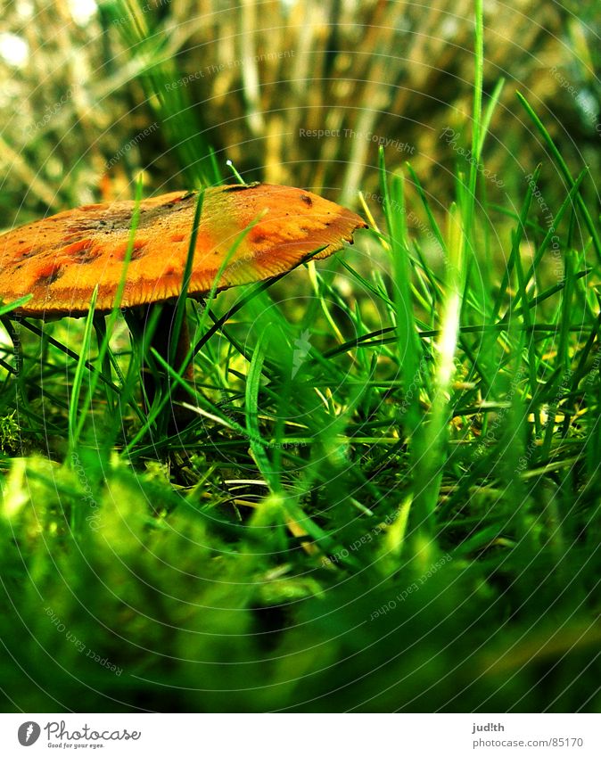 mushroom... mushroom! Halm Gras grün Frühling Wiese braun Herbst Gemüse Pilz Pflanze Natur Rasen Garten