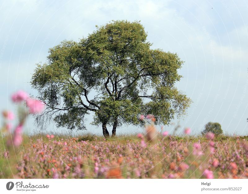 im Moor... Umwelt Natur Landschaft Pflanze Himmel Sommer Schönes Wetter Baum Blume Blüte Wildpflanze Heide Heidekrautgewächse Blühend stehen Wachstum ästhetisch