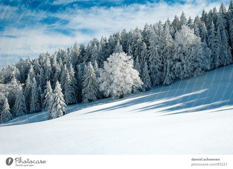 schräger Winterwald Schwarzwald Tiefschnee wandern Freizeit & Hobby Verhext mystisch abstrakt Hintergrundbild Schneelandschaft Ausdauer Horizont Einsamkeit