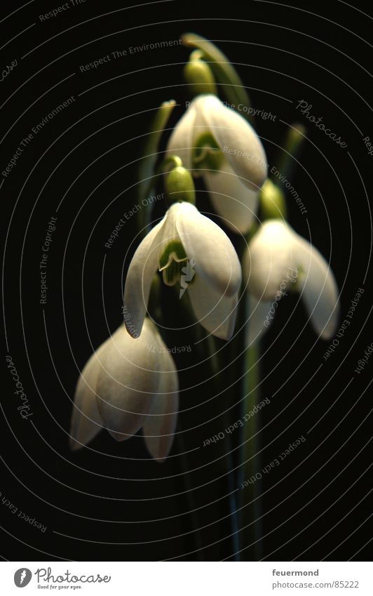 Der Frühling ist da Schneeglöckchen aufwachen Pflanze Glocke Blüte grün Februar März Garten Auferstehung Frost Leben