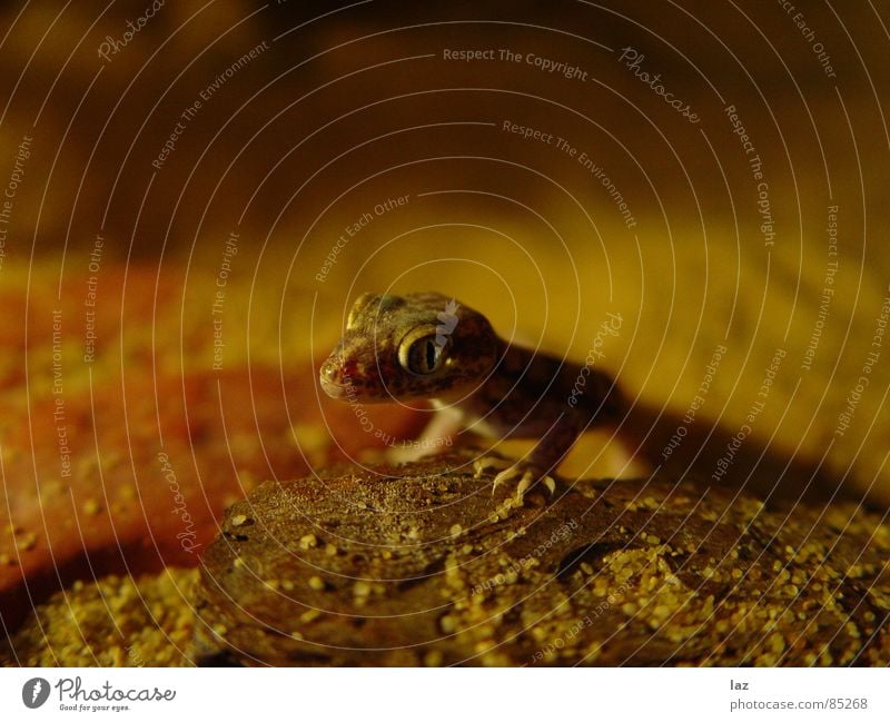 Gecko unlimited khakigrün Echsen Sandkorn Krallen Brennpunkt beige Ocker mehrere Ödland Gekko Stenodaktylus orientalis staubfarben Schatten erdfarben Wüste