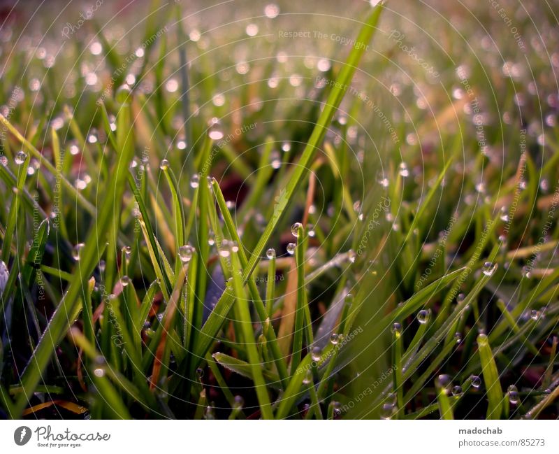 I WAKE UP AT 6 A.M. glänzend Tau Gras Wiese grün nass feucht Romantik Natur Spielen Märchen Märchenlandschaft Tagtraum träumen Verhext schön Idylle Grasland