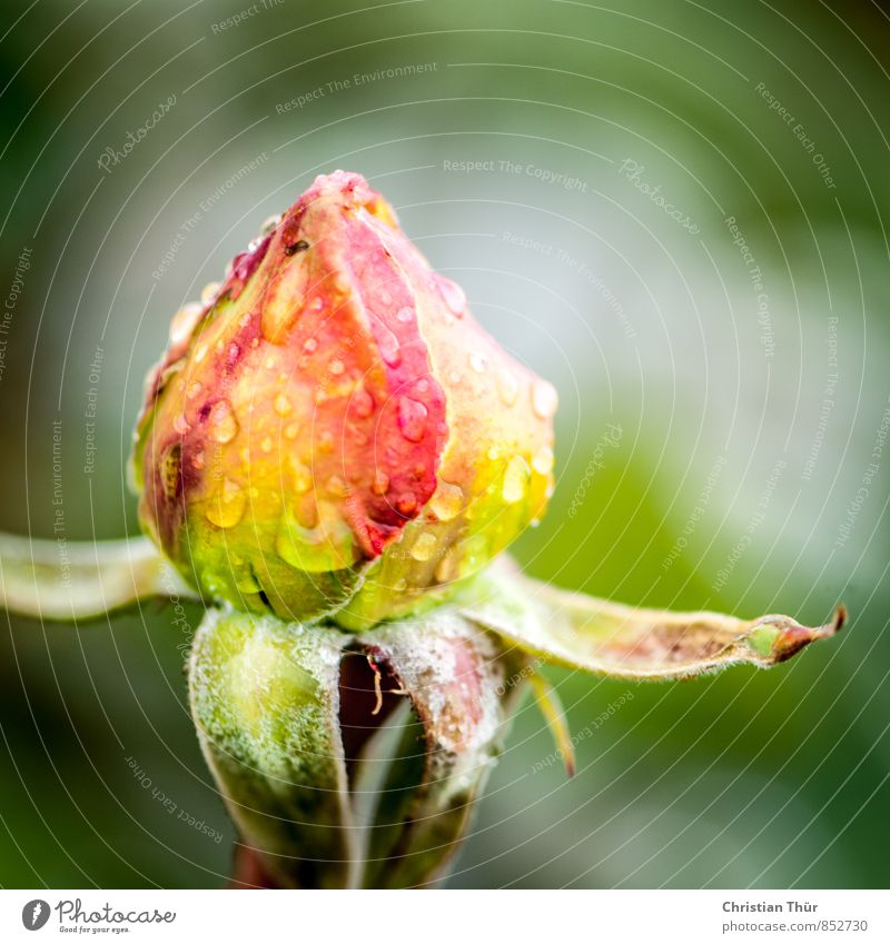 Rose im Regen Gesundheit Wohlgefühl Zufriedenheit Sinnesorgane Erholung ruhig Meditation Duft Umwelt Natur Wasser Wassertropfen Sommer schlechtes Wetter Garten