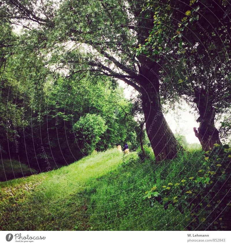 In´s Grüne.. Natur Landschaft Pflanze Erde schlechtes Wetter Baum Gras Wiese Wald grün Mensch Farbfoto Außenaufnahme Experiment Menschenleer Tag Unschärfe