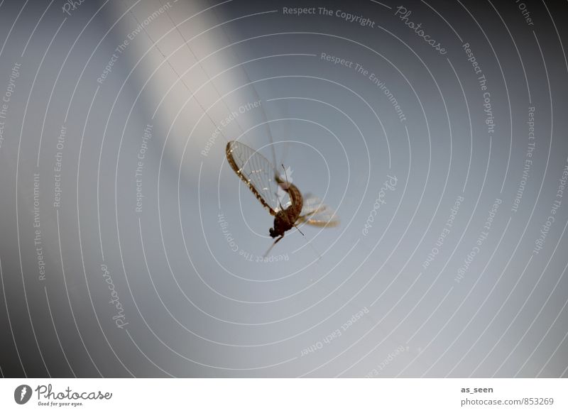 Mücke im Netz Garten Umwelt Natur Tier Klima Wetter Stechmücke Mückenschutz Insektenschutz 1 Netzwerk hängen authentisch außergewöhnlich Ekel natürlich Spitze