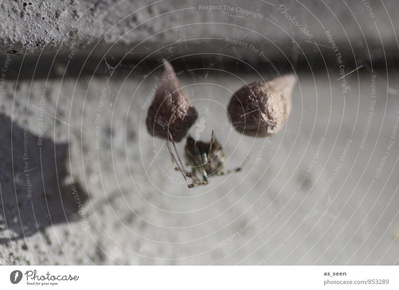 Selbst ist die Frau Umwelt Natur Tier Mauer Wand Spinne 1 berühren füttern krabbeln Aggression außergewöhnlich dunkel eckig Ekel exotisch feminin braun grau