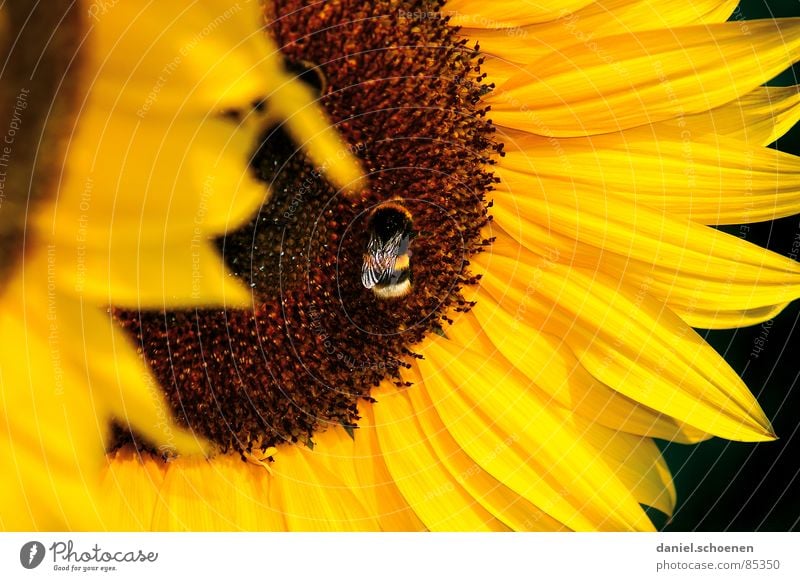von Bienen und Blumen Staubfäden Sonnenblume gelb Sommer Frühling ökologisch Blüte Pflanze Blütenblatt Honig braun Nektar Himmel Blauer Himmel Wärme Natur