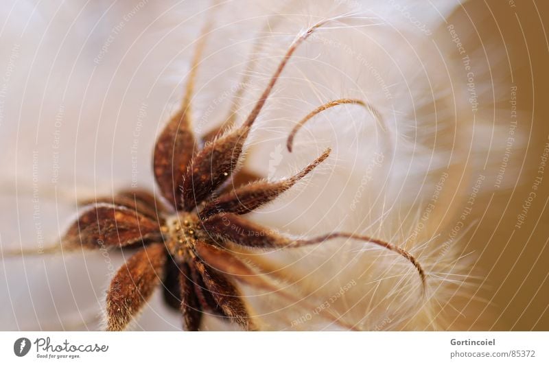 Die Wuschelblüte I Pflanze Blume Blüte Wildpflanze verblüht weich braun Stern (Symbol) Faser Blütenknospen zerzaust beige welk sanft Samen Flaum zart filigran