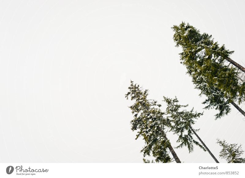 Die Oberen Umwelt Natur Landschaft Tier Klimawandel Nebel Eis Frost Schnee Schneefall Baum Park Wald Hügel Schneebedeckte Gipfel Holz Blick Wachstum groß