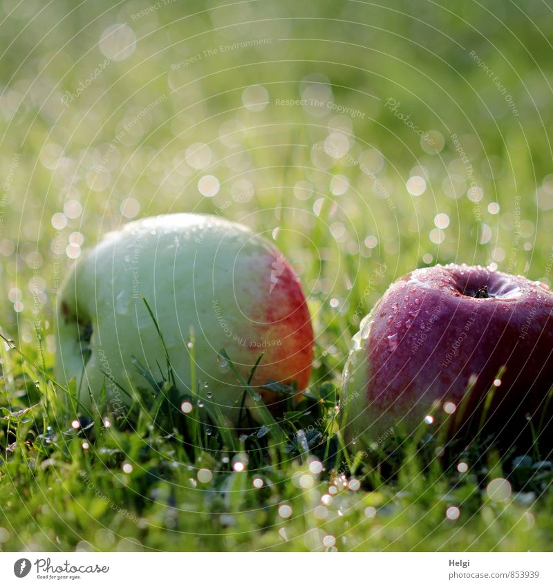 Fallobst... Lebensmittel Frucht Apfel Bioprodukte Vegetarische Ernährung Umwelt Natur Pflanze Wassertropfen Herbst Schönes Wetter Gras Grünpflanze Garten Wiese