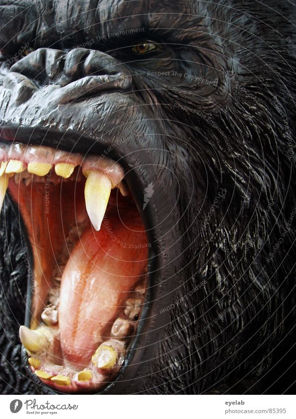 Skippy, das Buschkänguru Gorilla Rachen King Kong Affen Urwald Wildnis gefährlich Haustier schwarz Fell Afrika Zoo Wildpark Zirkus Manege Monster Säugetier Kino