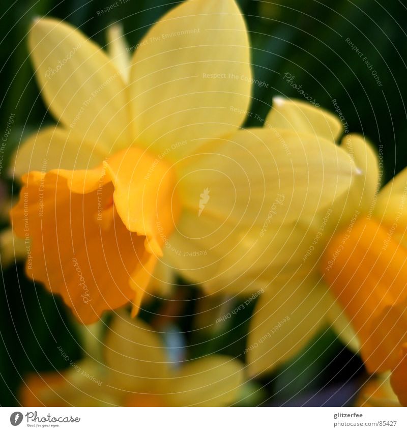 narzisschen Narzissen Gelbe Narzisse Blume Frühling springen Jahreszeiten gelb Beet Leichtigkeit Blütenkelch Unschärfe Fee flower orange Farbe Garten