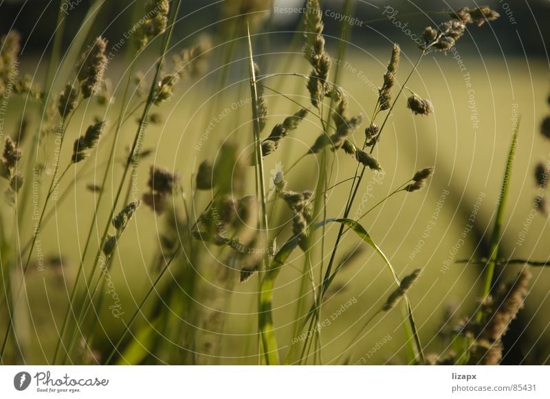 Korn Feld grün Sommer Gute Laune Gras Freude Umwelt unreif Abend Wissenschaften Getreide Natur Ernte Landschaft sortieren Perspektive sonnennähe