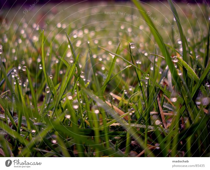 LOVELY DRIPS glänzend Tau Gras Wiese grün nass feucht Romantik Natur Spielen Märchen Märchenlandschaft Tagtraum träumen Verhext schön Idylle Grasland Beet