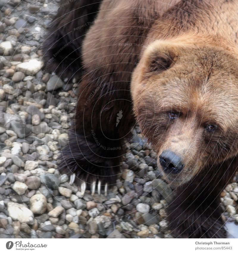 Ich will doch nur spielen Braunbär Pfote Grizzly Landraubtier Tier Monster Jäger gefährlich Risiko stark schwer Kraft Macho Angeben fantastisch Alaska Wildnis