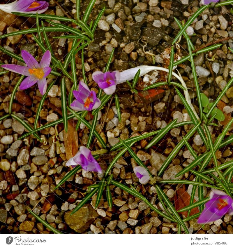 Frühling Krokusse Blume Frühblüher Kieselsteine Wachstum violett grün Blüte Vogelperspektive zart sprießen Stein Mineralien Schwertliliengewächse crocus Natur