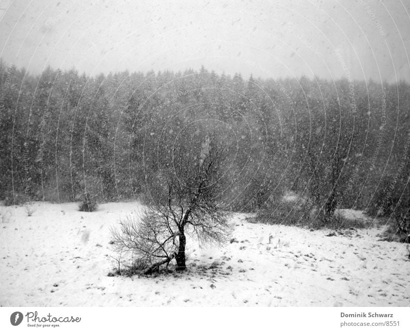 Tristesse Winter Wald Wiese grau schwarz weiß Baum laublos trüb trist Schnee