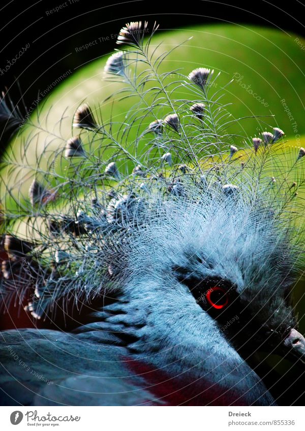 Blumentopfkopf Tier Wildtier Vogel Tiergesicht Feder 1 blau grün schwarz silber Farbfoto