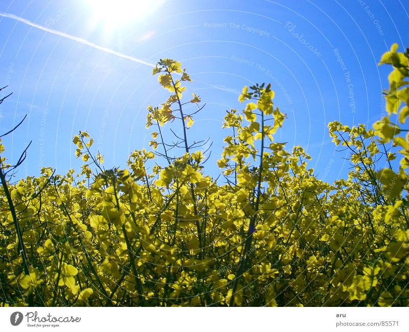 Blumen im Sonnenschein Feld Sommer Wiese Natur Himmel gelbe blätter
